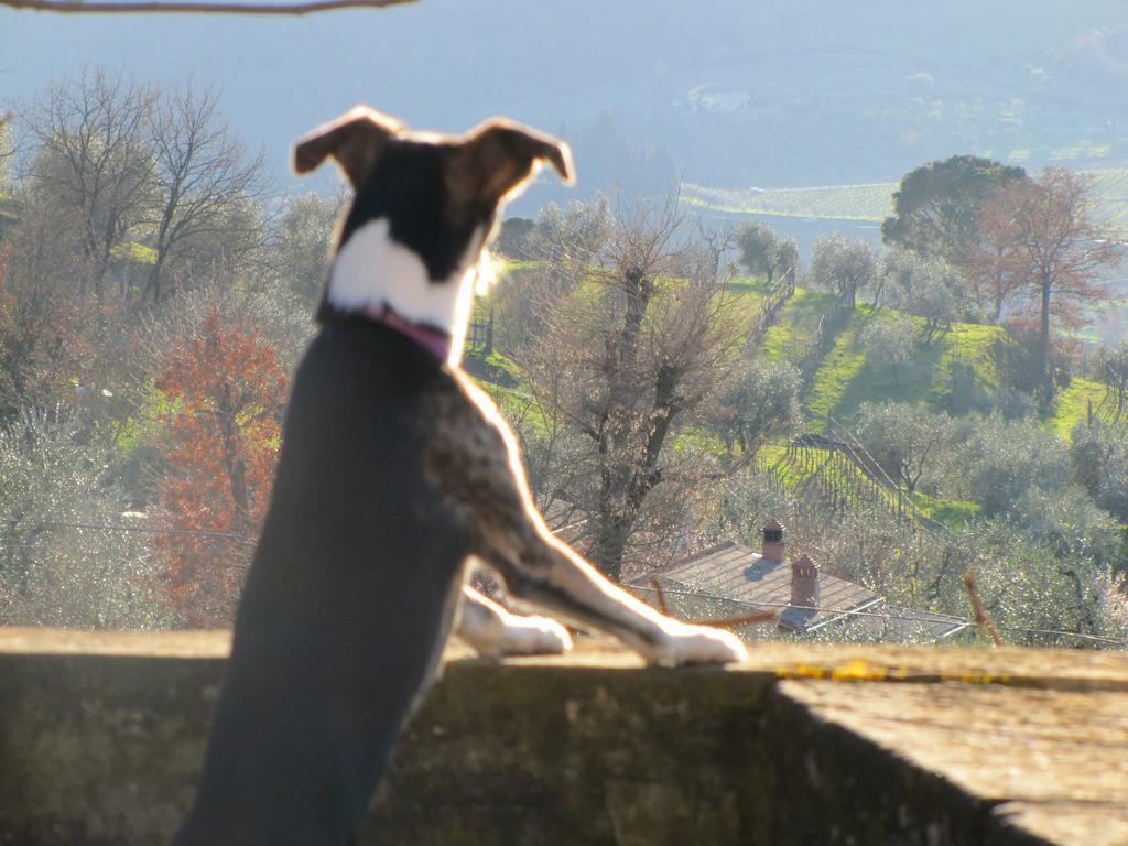 Agriturismo La Fontaccia Rufina ภายนอก รูปภาพ